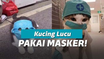 Kucing memakai makser