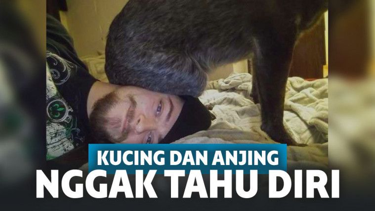 Bikin Tepuk Jidat! Begini Jadinya Kalau Kucing & Anjing Nggak Tau Diri!