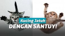 ilustrasi kucing terjatuh