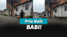 Cowok naik babi