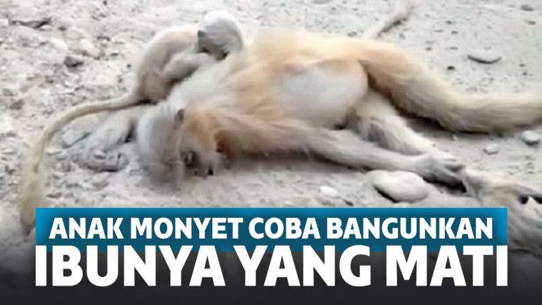 Monyet Langur