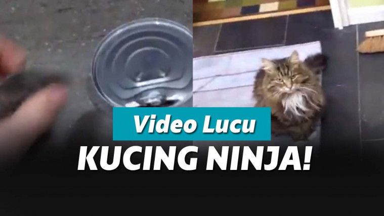kucing ninja