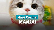 Kucing Lucu