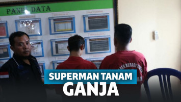 Superman dan Temannya Kepergok Tanam Ganja Buat Nge-fly di Kontrakan, Kini Ditangkap Polisi!