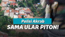 Ilustrasi penampakan ular saat banjir