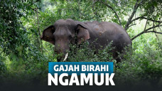Birahi Tak Tersalurkan, Gajah Liar Rusak Pemukiman Warga hingga Tewaskan Anggota TNI