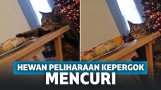 Ekpresi Hewan Peliharaan Saat Kedapatan Mencuri Ini Sungguh Menggemaskan!