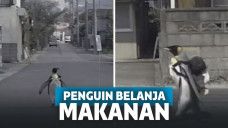 Sudah Nggak Cari Ikan di Laut, Penguin Ini Cari Makan dengan Belanja di Pasar