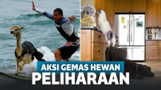 7 Aksi Tak Terduga dari Hewan-Hewan Ini Sungguh Menggemaskan!