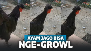 Layaknya Vokalis Band Metal, Ayam Jago Ini Ternyata Bisa Nge-Growl Juga