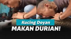 Kucing makan durian