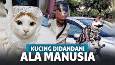 Begini Jadinya Kalau Kucing Didandani Layaknya Manusia, Bener-Bener Menggemaskan!