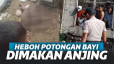 Heboh Potongan Tubuh Bayi Berserakan Dimakan Anjing, Polisi Duga Hasil Hubungan Zina!