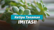 Tanaman Hias Succulent