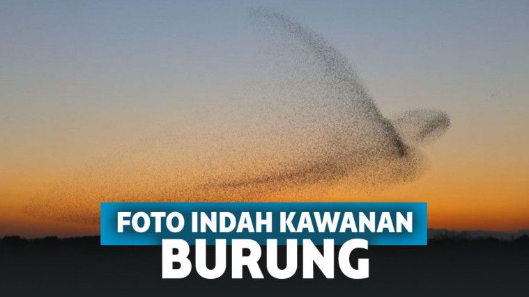 Momen Langka! Semula Fotografer Ini Hanya Memotret Kawanan Burung Terbang, Ternyata Hasilnya di Luar Dugaan