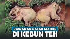 Kawanan Gajah Terkapar di Kebun Teh, setelah Tak Sengaja Minum Arak Milik Warga sampai Mabuk