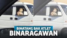 Ketika hewan-hewan yang lucu menjadi terlihat sangar.