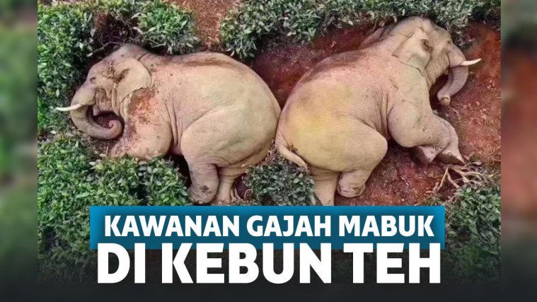 Kawanan Gajah Terkapar di Kebun Teh, setelah Tak Sengaja Minum Arak Milik Warga sampai Mabuk