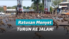 Monyet menyerbu makanan karena corona