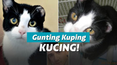 Kucing bernama Litten yang disiksa majikannya