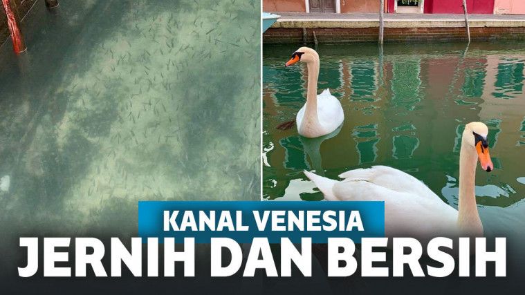 Hikmah Pandemi Corona! Kanal di Venesia Jernih dan Jadi Habitat yang Ramah bagi Ikan dan Angsa