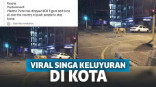 Viral Putin Lepas Singa di Kota Agar Warga Tak Kluyuran Saat Wabah Corona, Ini Faktanya!