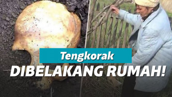 Penemuan tengkorak