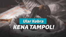 Memegang ular kobra