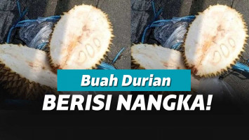 Durian Tapi Nangka, Nangka Tapi Durian