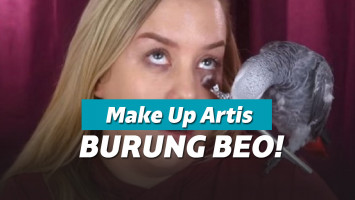 Dirias Burung Beo dan Anjing