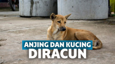 Ilustrasi anjing