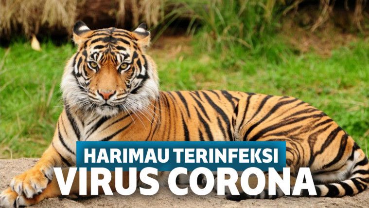  Harimau  di Kebun Binatang AS Dinyatakan Positif Corona