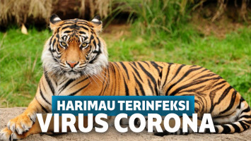 Ilustrasi harimau