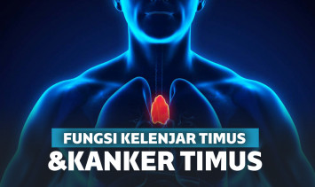 kelenjar timus