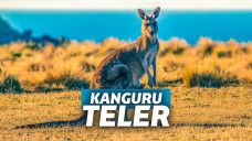 Penyebab Kanguru Mabuk