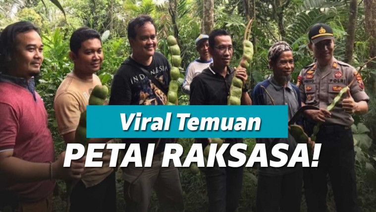 Petai Raksasa