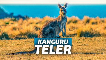 Penyebab Kanguru Mabuk