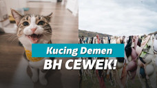 Ilustrasi kucing dan bra