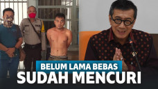 Napi Ini Kepergok Mau Mencuri 2 Kali Usai Dibebaskan