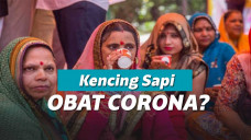 Minum Kencing Sapi Demi Terhindar Dari Virus Corona