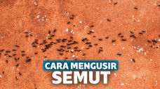 Cara Mengusir Semut