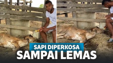 Sapi diperkosa sampai lemas