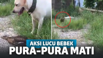 Video Viral! Seekor Bebek Pura-pura Mati di Hadapan Seekor Anjing