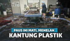 Paus mati mengenaskan karena plastik