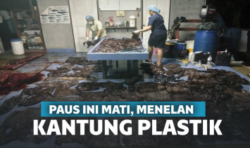Paus mati mengenaskan karena plastik