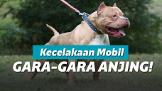 Anjing Pitbull Dikenal Cerdas dan Sangat Kuat