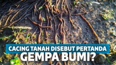 Ribuan cacing tanah disebut pertanda gempa bumi