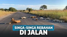 Singa-singa tiduran di jalan