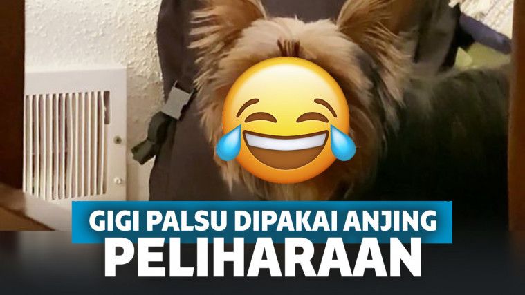 Gigi Palsu Hilang Dicuri Anjing Peliharaan, Dipakai Malah Cocok