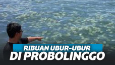 Usai Cacing di Solo, Ribuan Ubur-Ubur Kini Serbu Probolinggo